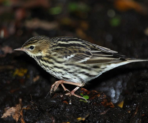 Шийхнүүхэй (Сибирийн шийхнүүхэй)